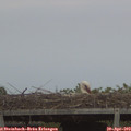 20_15-mast.jpg