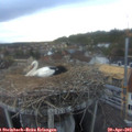 20_15-nest.jpg