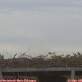 06_35-mast.jpg