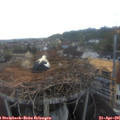 06_45-nest.jpg