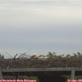 06_50-mast.jpg