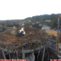 06_50-nest.jpg