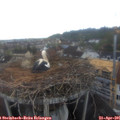 06_55-nest.jpg