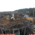 07_05-nest.jpg