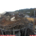 07_10-nest.jpg