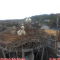 07_15-nest.jpg