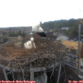 07_20-nest.jpg