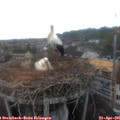 07_25-nest.jpg