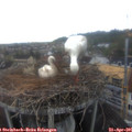 07_30-nest.jpg