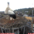 07_35-nest.jpg