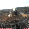 07_40-nest.jpg