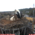 07_45-nest.jpg