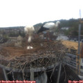 07_50-nest.jpg