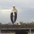 07_55-mast.jpg