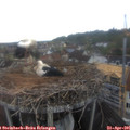 07_55-nest.jpg