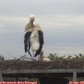 08_00-mast.jpg
