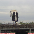08_05-mast.jpg