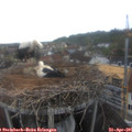 08_05-nest.jpg