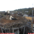 08_10-nest.jpg
