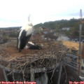 08_25-nest.jpg