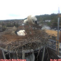 08_30-nest.jpg