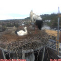 08_35-nest.jpg