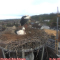 08_40-nest.jpg