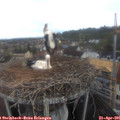 08_45-nest.jpg