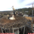 08_50-nest.jpg