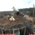 08_55-nest.jpg