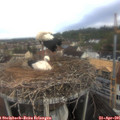 09_00-nest.jpg