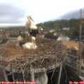 09_05-nest.jpg