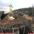 09_10-nest.jpg