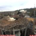 09_15-nest.jpg