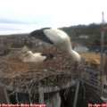 09_20-nest.jpg