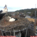 09_30-nest.jpg