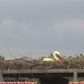 09_35-mast.jpg