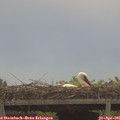 09_45-mast.jpg