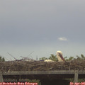 09_55-mast.jpg