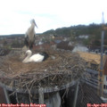 10_10-nest.jpg
