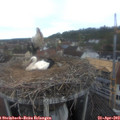 10_15-nest.jpg
