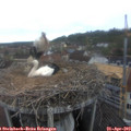 10_20-nest.jpg