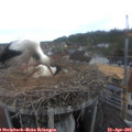 10_25-nest.jpg