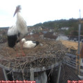 10_30-nest.jpg