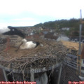 10_35-nest.jpg