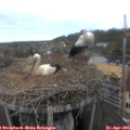 10_40-nest.jpg