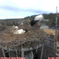 10_45-nest.jpg