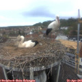 10_50-nest.jpg