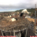 10_55-nest.jpg