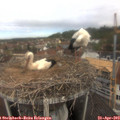 11_00-nest.jpg